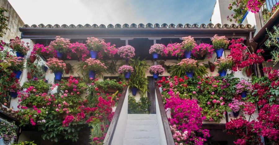 Córdoba: Guided Tour of the Patios - What You Actually See: Popular Patios, Not a Single Show Garden