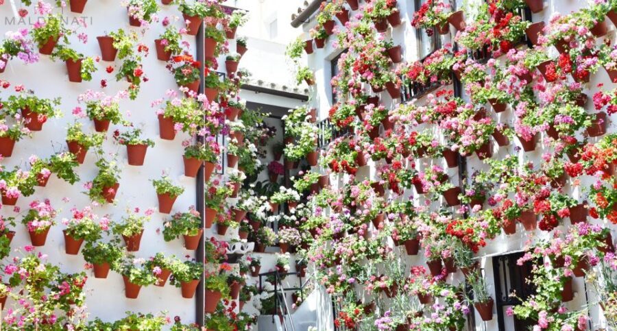 Córdoba Highlights Walking Tour - Key things to know before you go