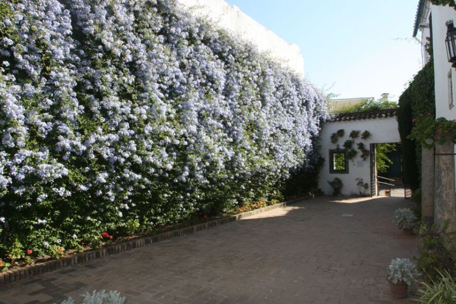 Córdoba: Viana Palace Gardens and Patios Entry Ticket - What You Can See vs. What You Pay For: Patios Tickets Only