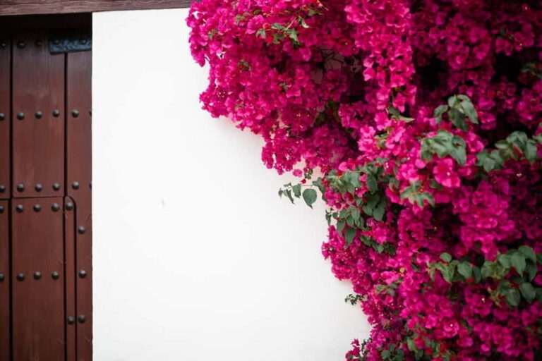 Guided tour in Spanish to the courtyards of Córdoba - Where you start: the Alcázar meeting point and how to find your group fast