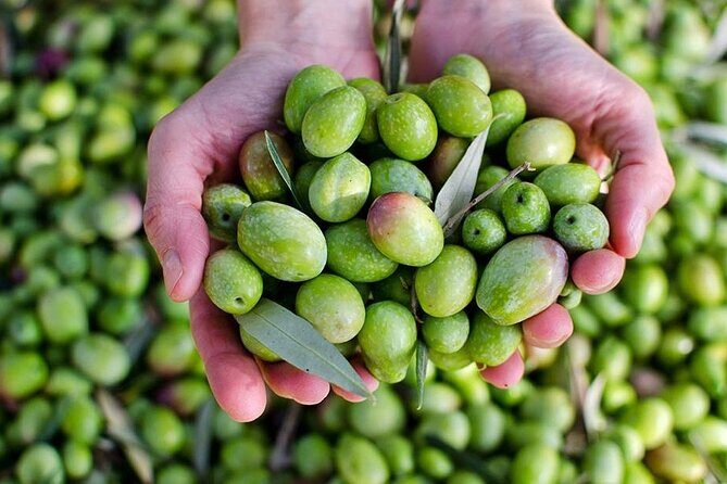 Olive Oil tasting breakfast & Tour in Cordoba - Who should book this olive oil tasting breakfast tour