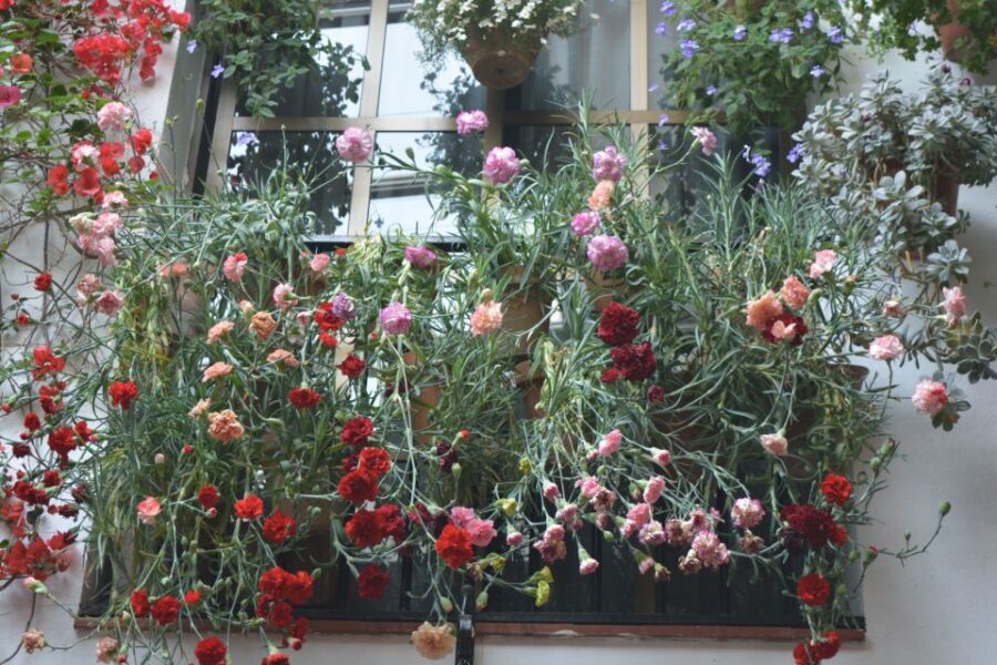 Sights, Sounds, and Scents of Córdoba's Patios - Key Things I’d Plan for on This Córdoba Patio Walk