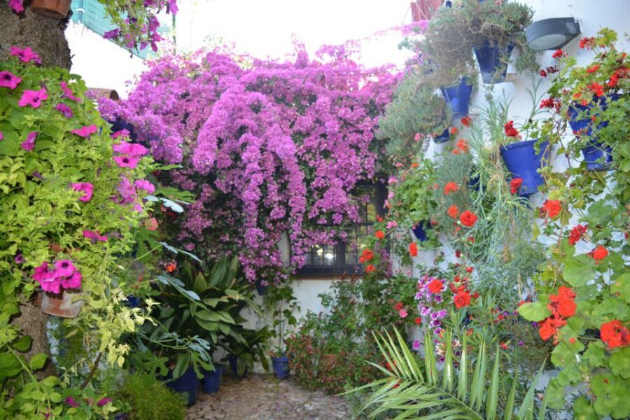 Sights, Sounds, and Scents of Córdoba's Patios - The Patio Route Through Santa Marina, San Agustín, and San Lorenzo