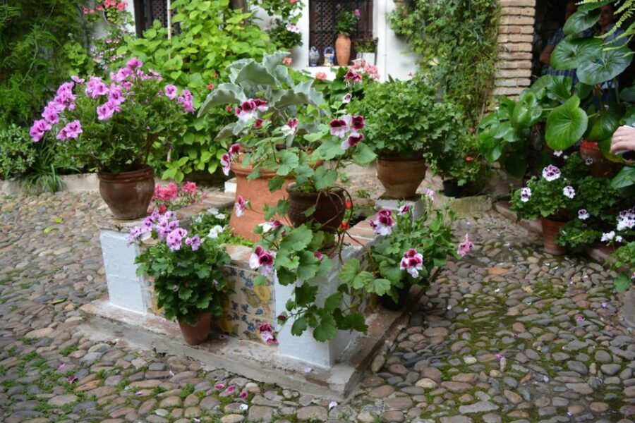Sights, Sounds, and Scents of Córdoba's Patios - How the Guide Makes or Breaks the Tour